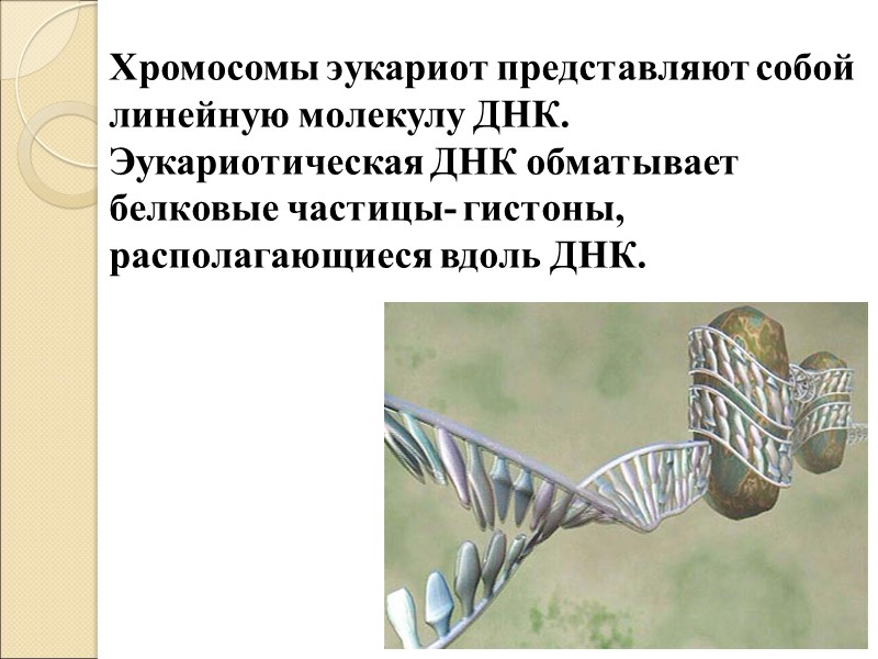 Хромосомы эукариот представляют собой линейную молекулу ДНК. Эукариотическая ДНК обматывает белковые частицы- гистоны, располагающиеся